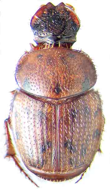 http://www.gorodinski.ru/copr/Onthophag.  fuscopunctatus.jpg